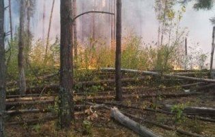 В Чорнобильській зоні третій день не можуть загасити пожежу