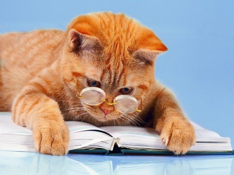 Мережу підкорив кіт, який любить читати книги (відео)