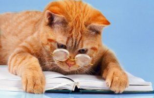 Мережу підкорив кіт, який любить читати книги (відео)