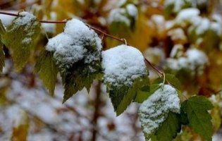 У найближчу п’ятницю в Карпатах прогнозують сніг