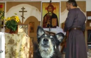 «Собача» церква в Рівному: священник тримає в храмі зграю псів і співає їм псалми (відео)