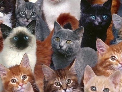 На вихідних у Луцьку відбудеться виставка-ярмарок котів
