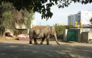 У Харкові біля дитячого садка розгулював слон (фото, відео)