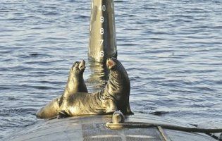 В Арктиці російський військовий човен потопила моржиха