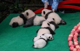 Мімімішність зашкалює: показали сім малюків панди (відео)