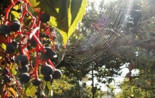 Завітає «бабине літо»: синоптики дали прогноз на вихідні