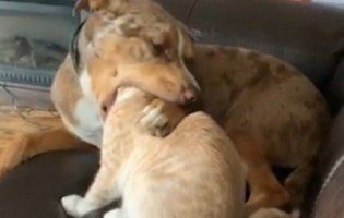 «Так би і згамав»: пес надто захопився вилизуванням кота (відео)
