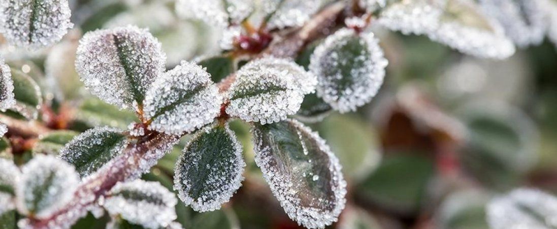 Сильні заморозки: у найближчі дні в Україні прогнозують до -6°С