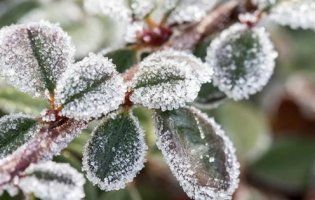 Сильні заморозки: у найближчі дні в Україні прогнозують до -6°С