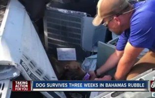 Собака дивом вижила після урагану на Багамах (відео)