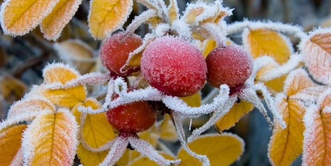 Холод не відступає: на дві найближчі ночі прогнозують сильні заморозки