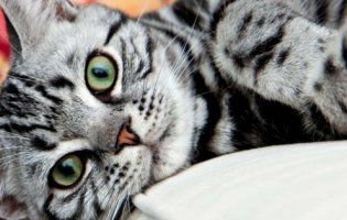 Спланована помста злопам’ятного кота стала хітом мережі (відео)