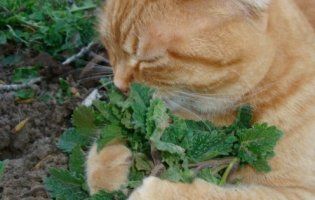 «Збавити темп»: котяча трава заспокоїть серцебиття