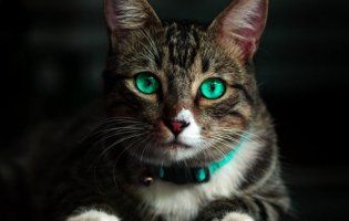 Маги та цілителі: прикмети про котів, які повинен знати кожен