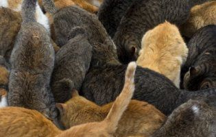 Мертва львів’янка чотири доби пролежала у квартирі з 50 котами (фото)
