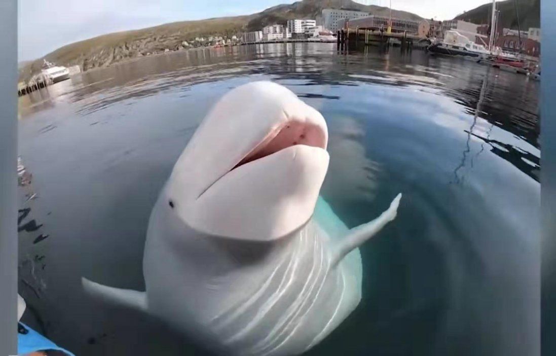 Вражає: кит вибив з рук каякера камеру, пірнув по неї на дно і повернув (відео)