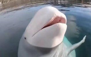 Вражає: кит вибив з рук каякера камеру, пірнув по неї на дно і повернув (відео)