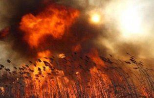 «Дуже страшно»: під Старою Вижівкою масштабна пожежа – горять гектари очерету (фото, відео)
