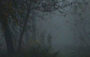 Майже Твін Пікс: туман у луцькому парку (фото)