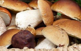 Будьте обачні: на Волині виявили радіоактивні гриби