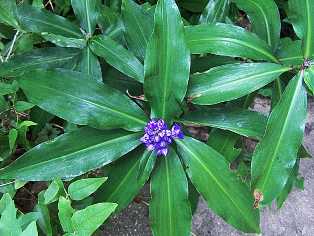 Волинський костоправ лікує людей дивовижною рослиною