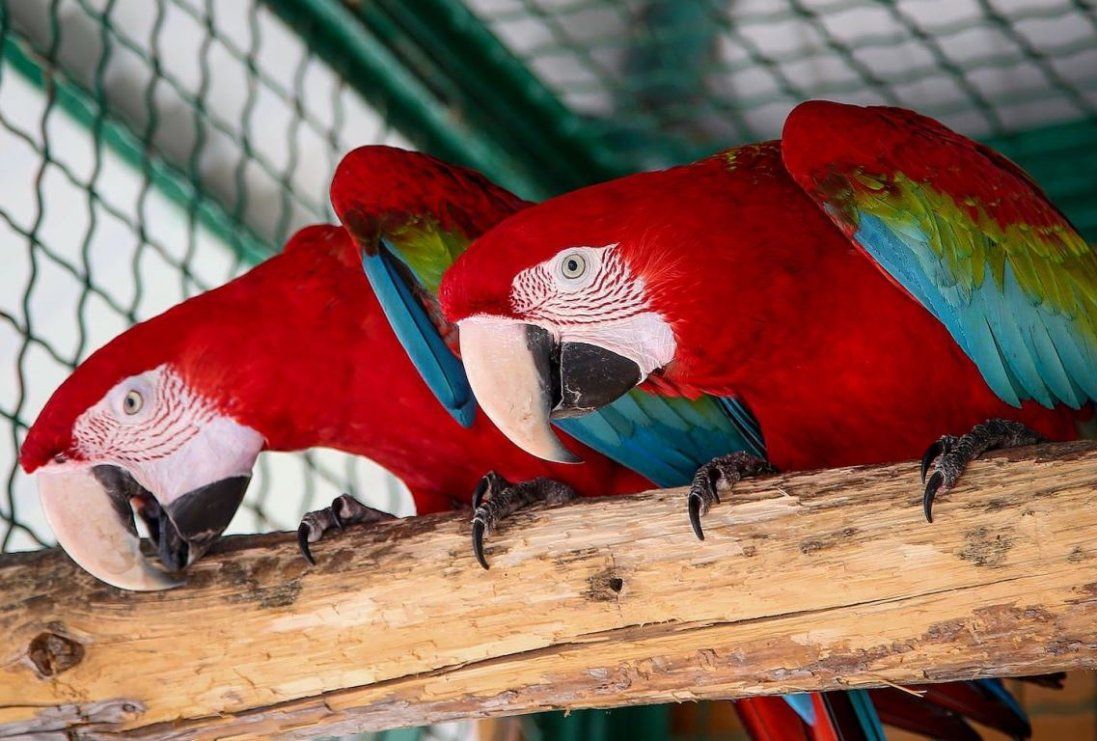 У Луцькому зоопарку просять водіїв долучитися до пошуку папуг