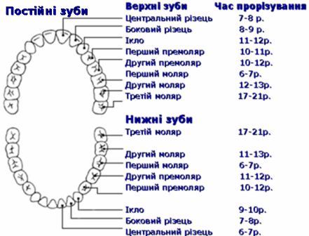 Схема росту постійних зубів