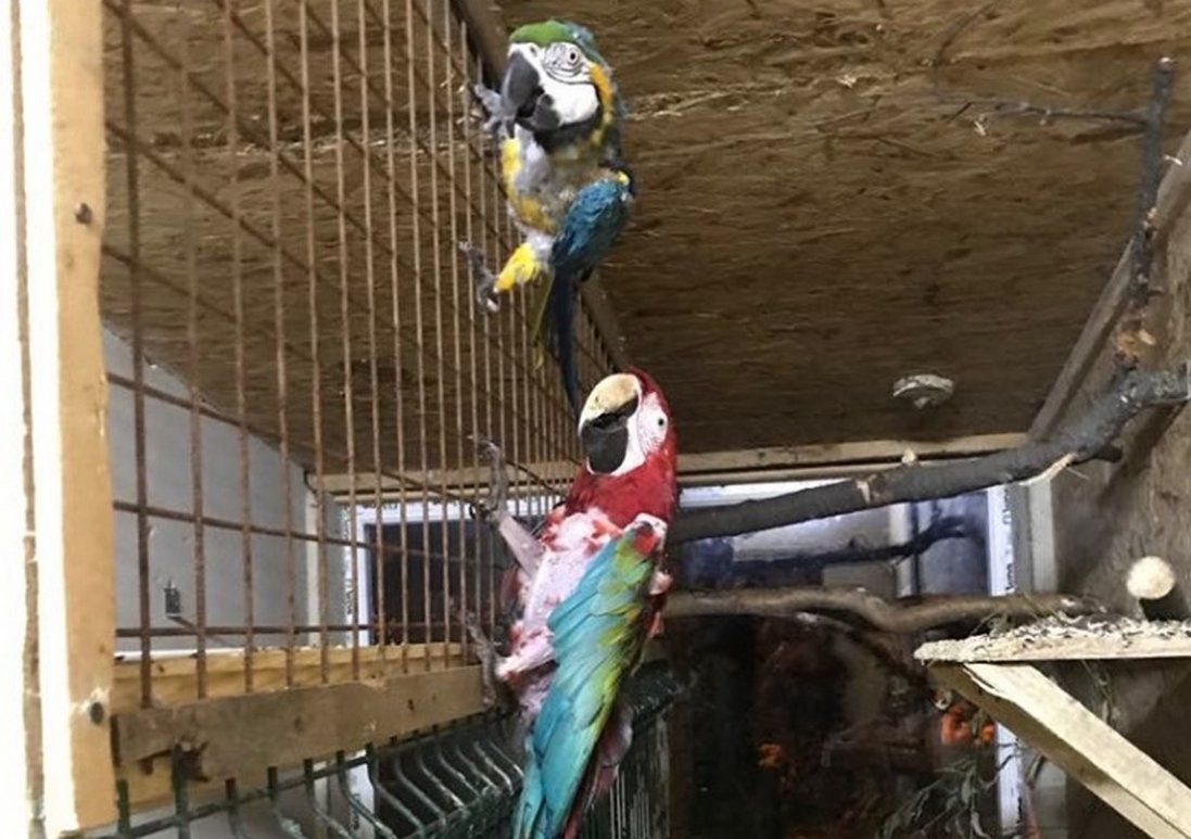 Знайши папуг, яких викрали у Луцькому зоопарку. Одна з тварин померла (фото 18+)