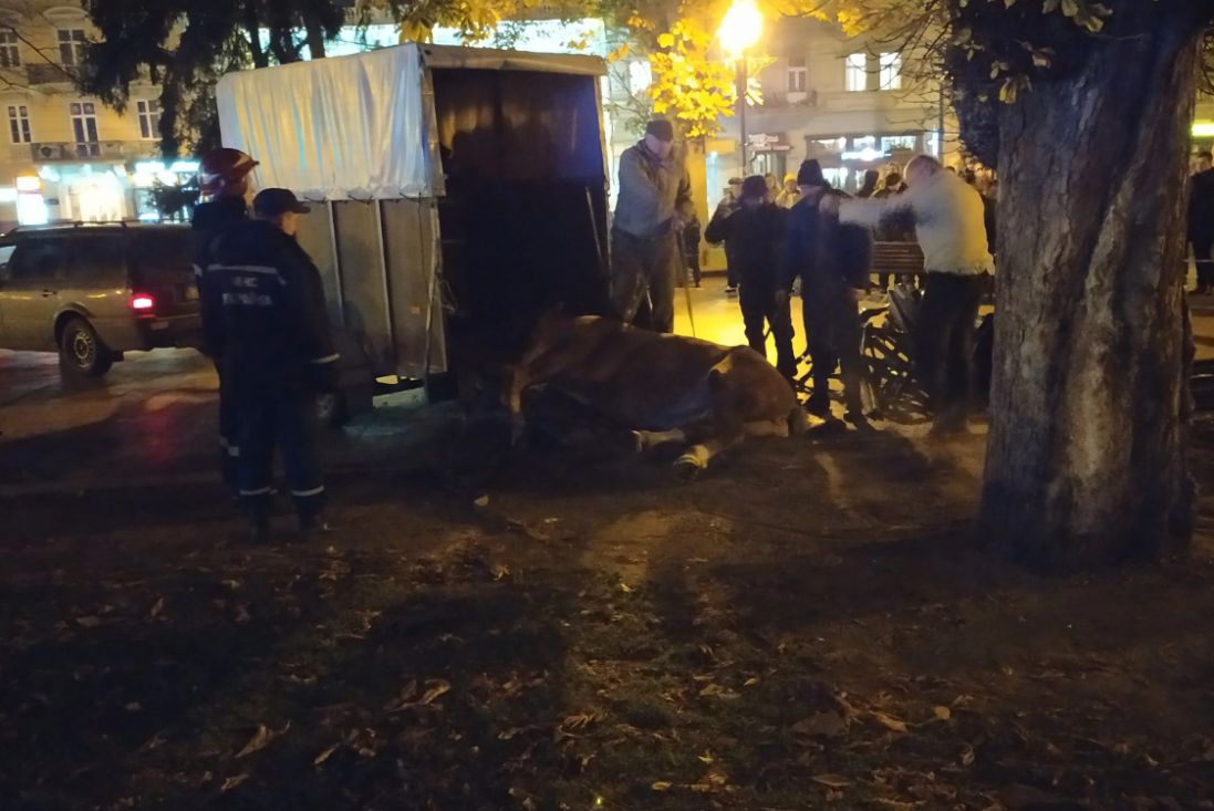Через трагедію у Львові заборонили кінні карети
