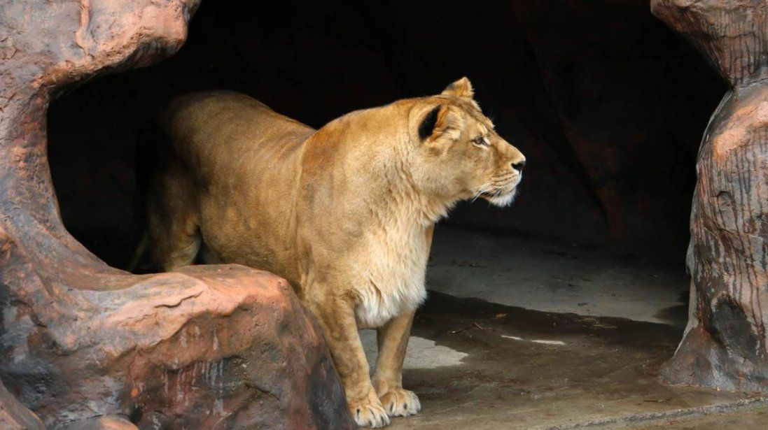 У Луцькому зоопарку до левів закинули кошеня