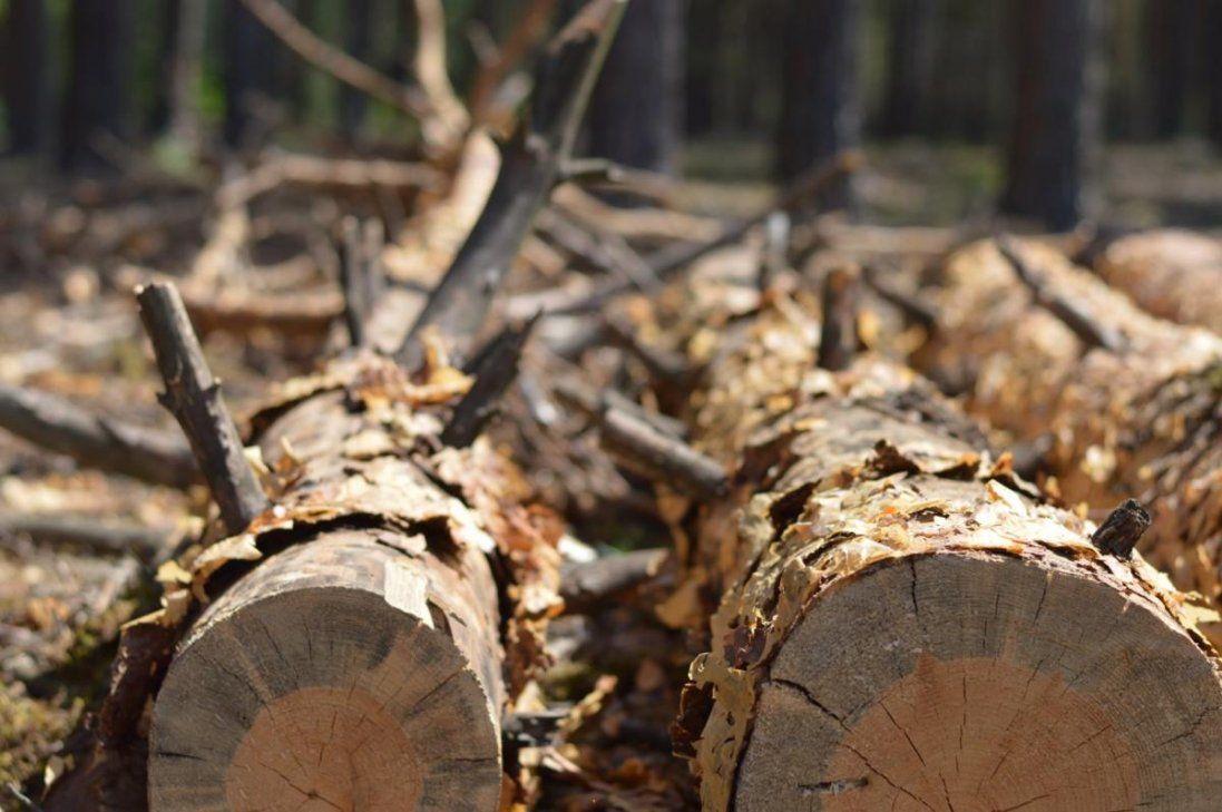 Волинянин незаконно вирубав дерев на 215 тисяч гривень