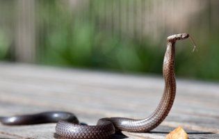 До чого сниться змія: чекайте хвороб, зради та підступу