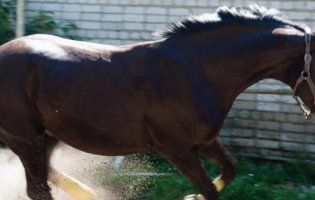 29-річний волинянин загинув від удару коня