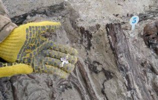 Археологи виявили рештки тіл 14 вояків УПА, закатаних в асфальт (фото)
