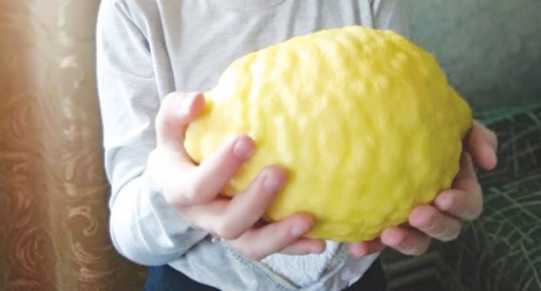 На Волині жінка вирощує лимони-гіганти (фото)