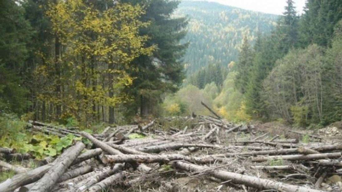 У Карпатах заборонили суцільну вирубку лісу