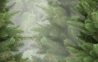 Де у Луцьку продаватимуть новорічні ялинки