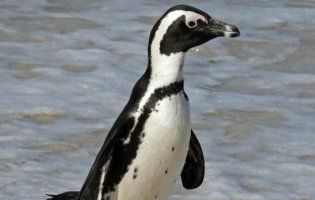 У Голландії геї-пінгвіни вкрали яйце в гетеросексуалів