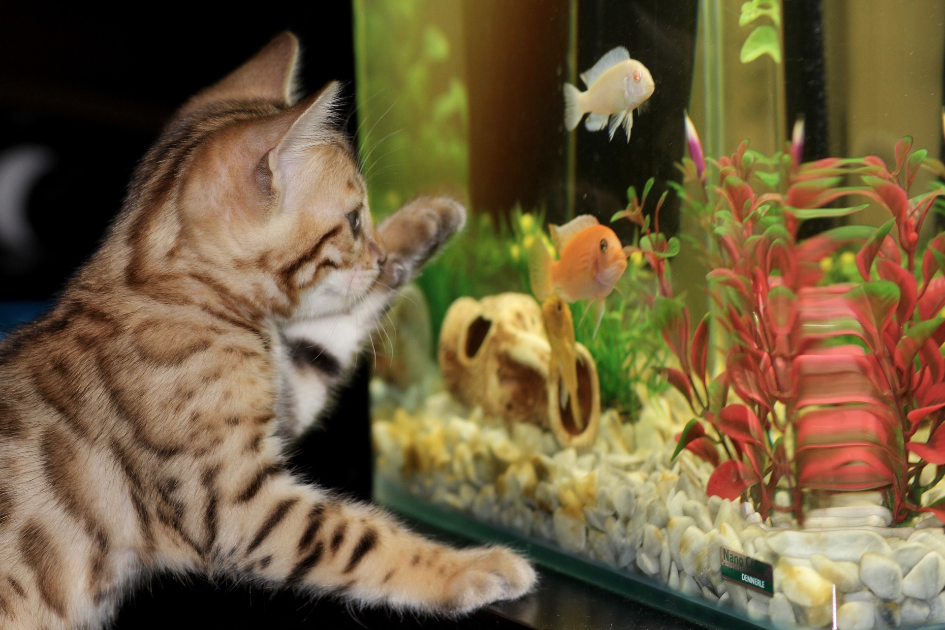 акваріум стане прекрасним подарунком для дому