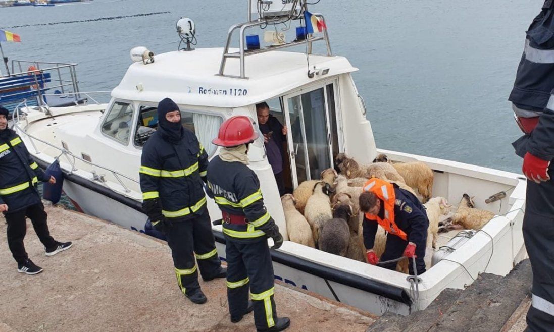 У Чорному морі перевернулося судно з понад 14 тисячами овець (фото, відео)