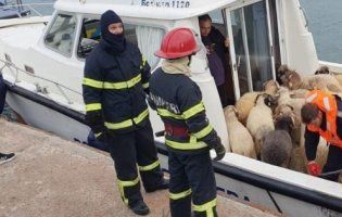 У Чорному морі перевернулося судно з понад 14 тисячами овець (фото, відео)