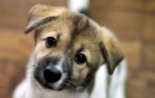 За знущання над тваринами можуть «посадити» на вісім років