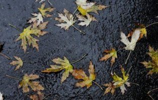 В Україні 29 листопада дощитиме