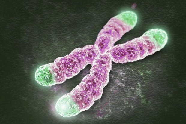 Теломери містять в собі близько 90 % ДНК клітини