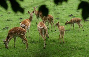Відомі деталі вбивства ланей (фото 18+)