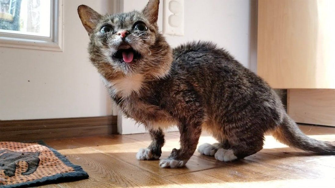 У США помер кіт-карлик, який був зіркою в Instagram (фото 18+)
