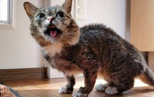 У США помер кіт-карлик, який був зіркою в Instagram (фото 18+)