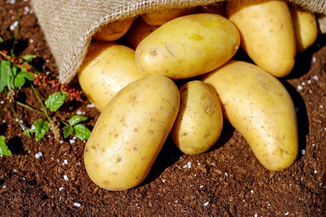 Півтори гривні за кілограм: чому картопля здешевшає до критичного рівня