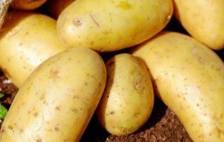 Півтори гривні за кілограм: чому картопля здешевшає до критичного рівня