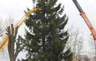 У волинському місті встановили 12-метрову новорічну ялинку (фото, відео)